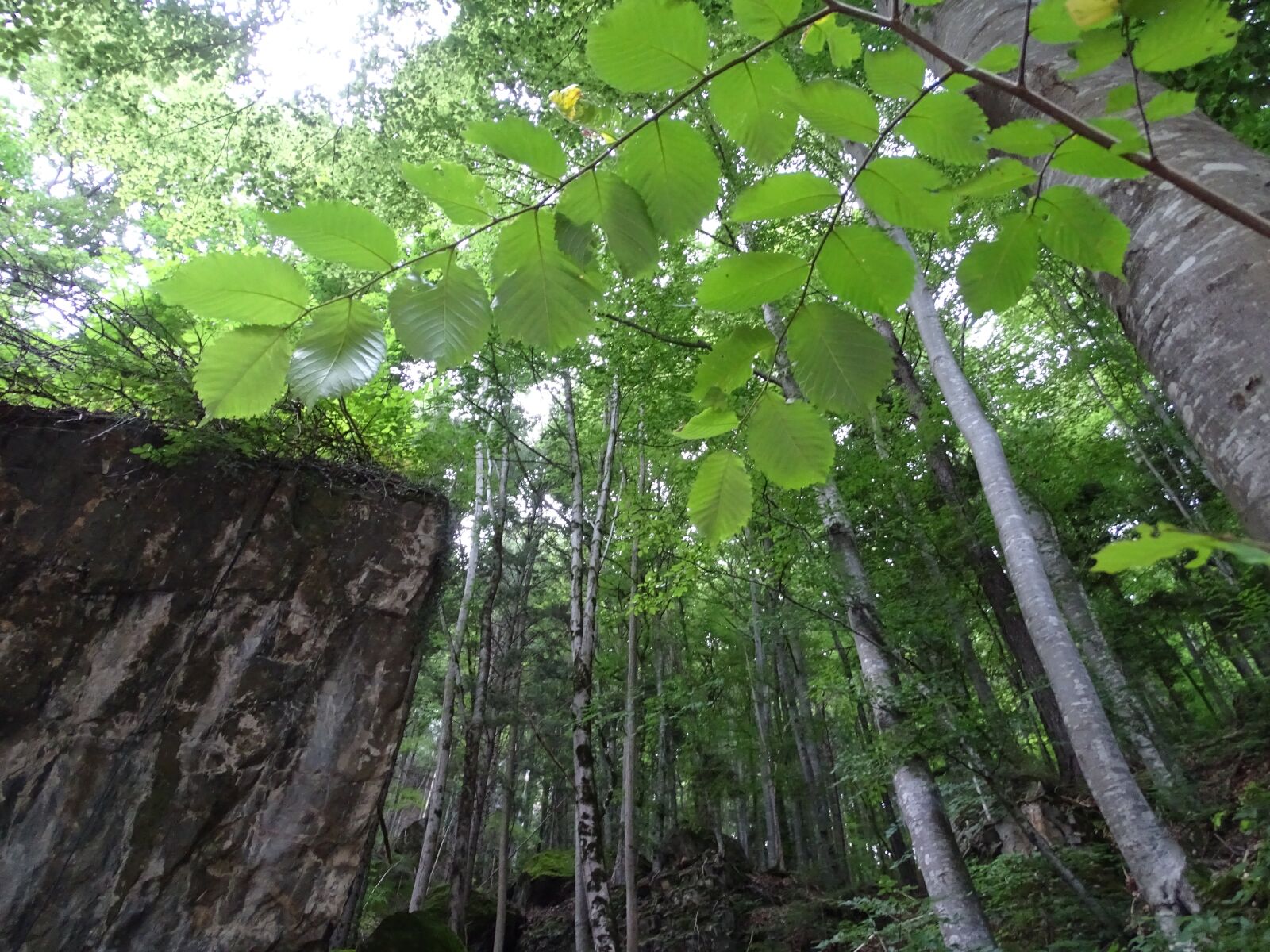 Sony Cyber-shot DSC-HX400V sample photo. Forest, mountains, landscape photography
