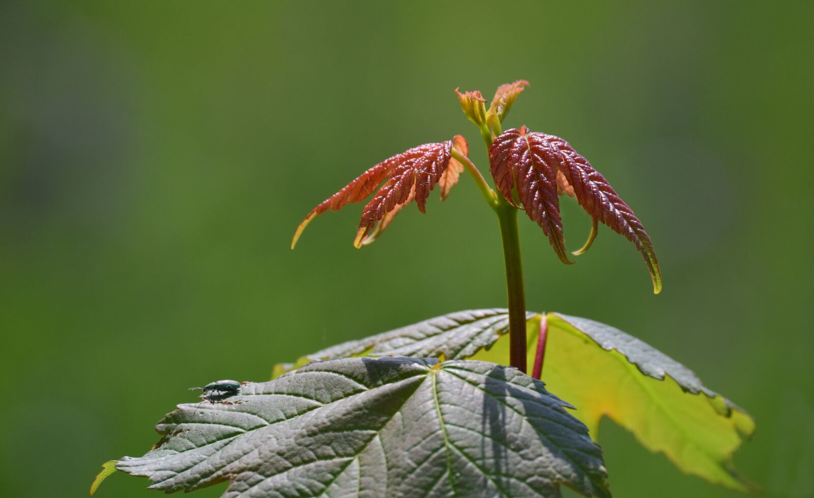 Nikon D3300 sample photo. Leaf, close up, young photography