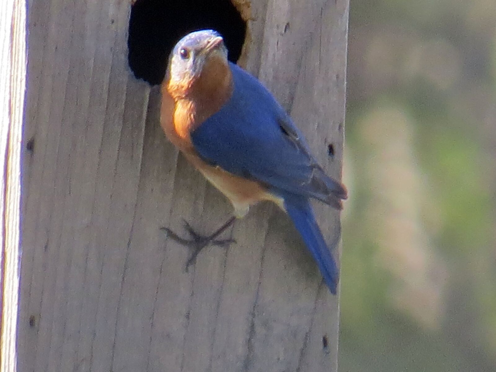 Canon PowerShot SX50 HS sample photo. Eastern bluebird, bird, nature photography