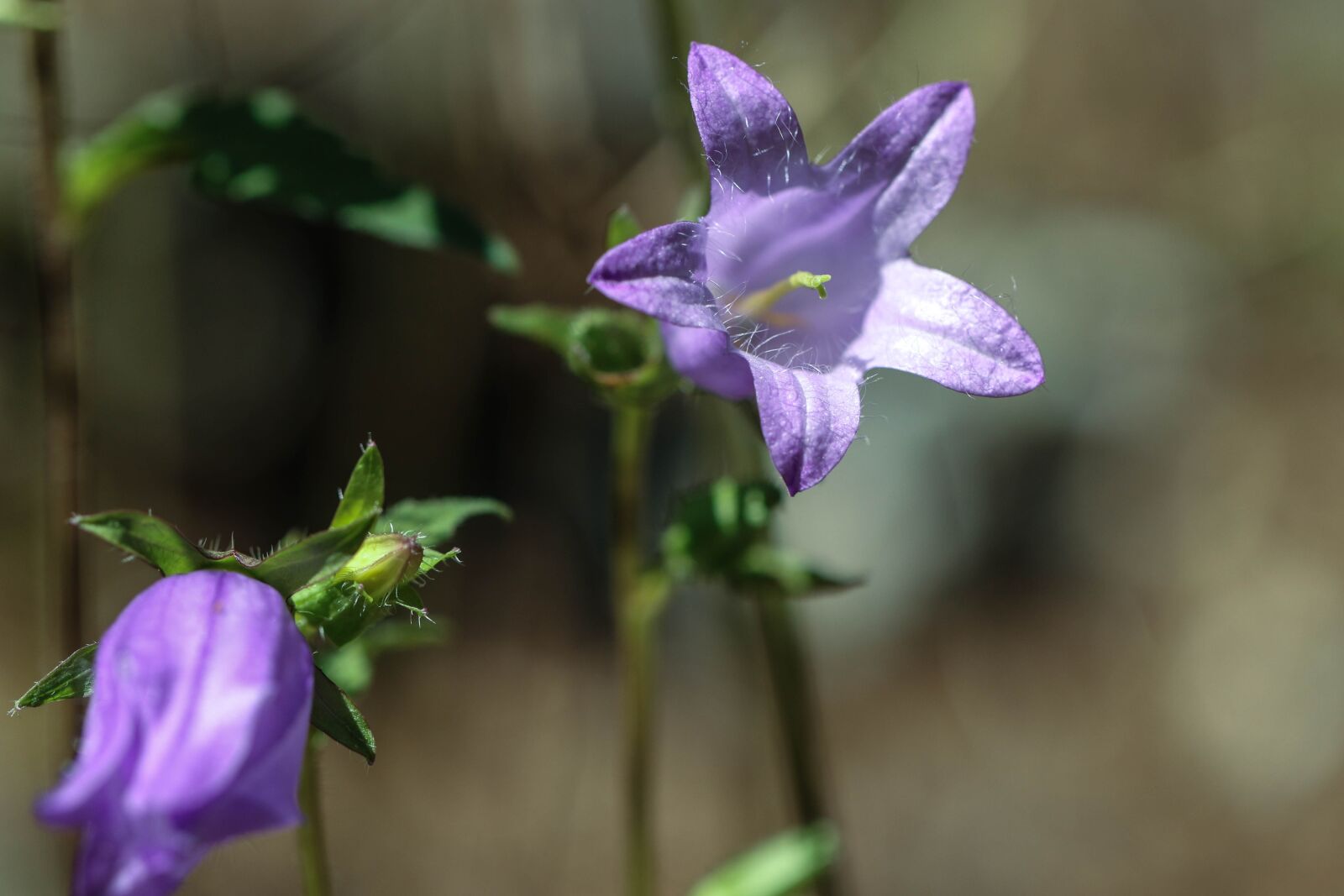Canon EOS 7D Mark II sample photo. Bluebell, wild flower, summer photography