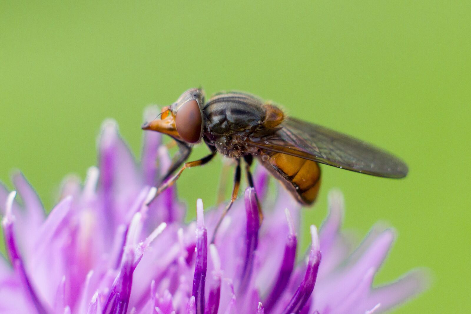 Canon EOS 550D (EOS Rebel T2i / EOS Kiss X4) sample photo. Fly, purple, b photography