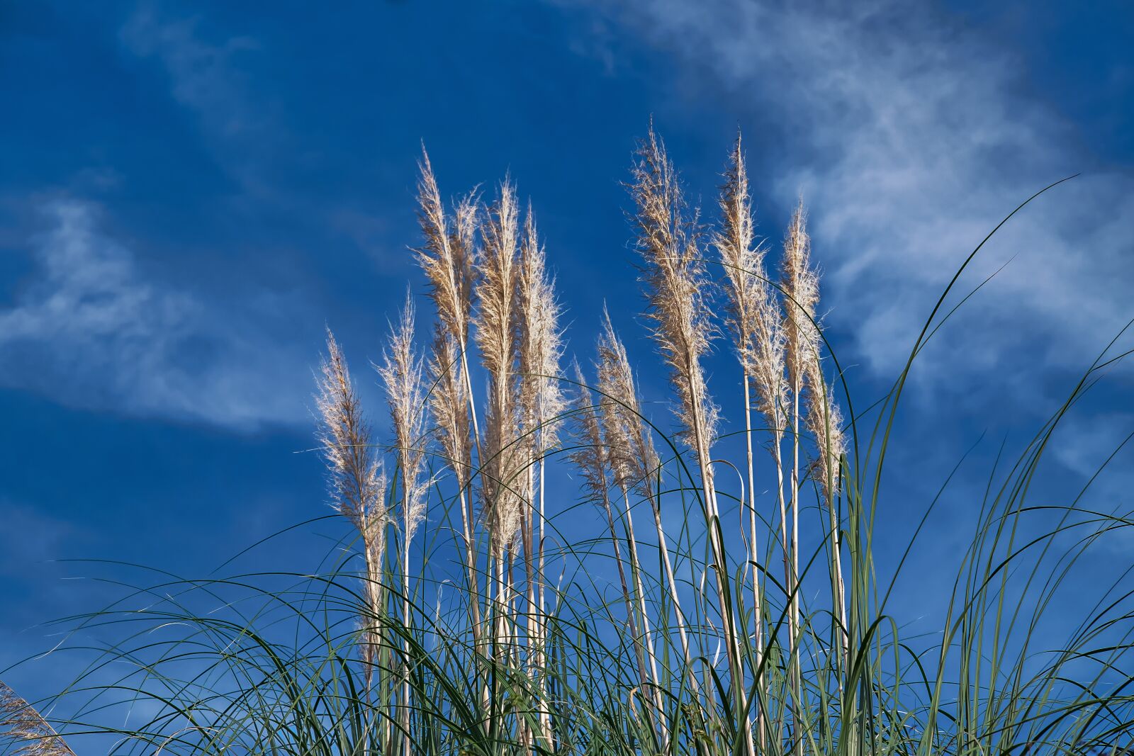 Fujifilm XF 55-200mm F3.5-4.8 R LM OIS sample photo. Reed, nature, plant photography