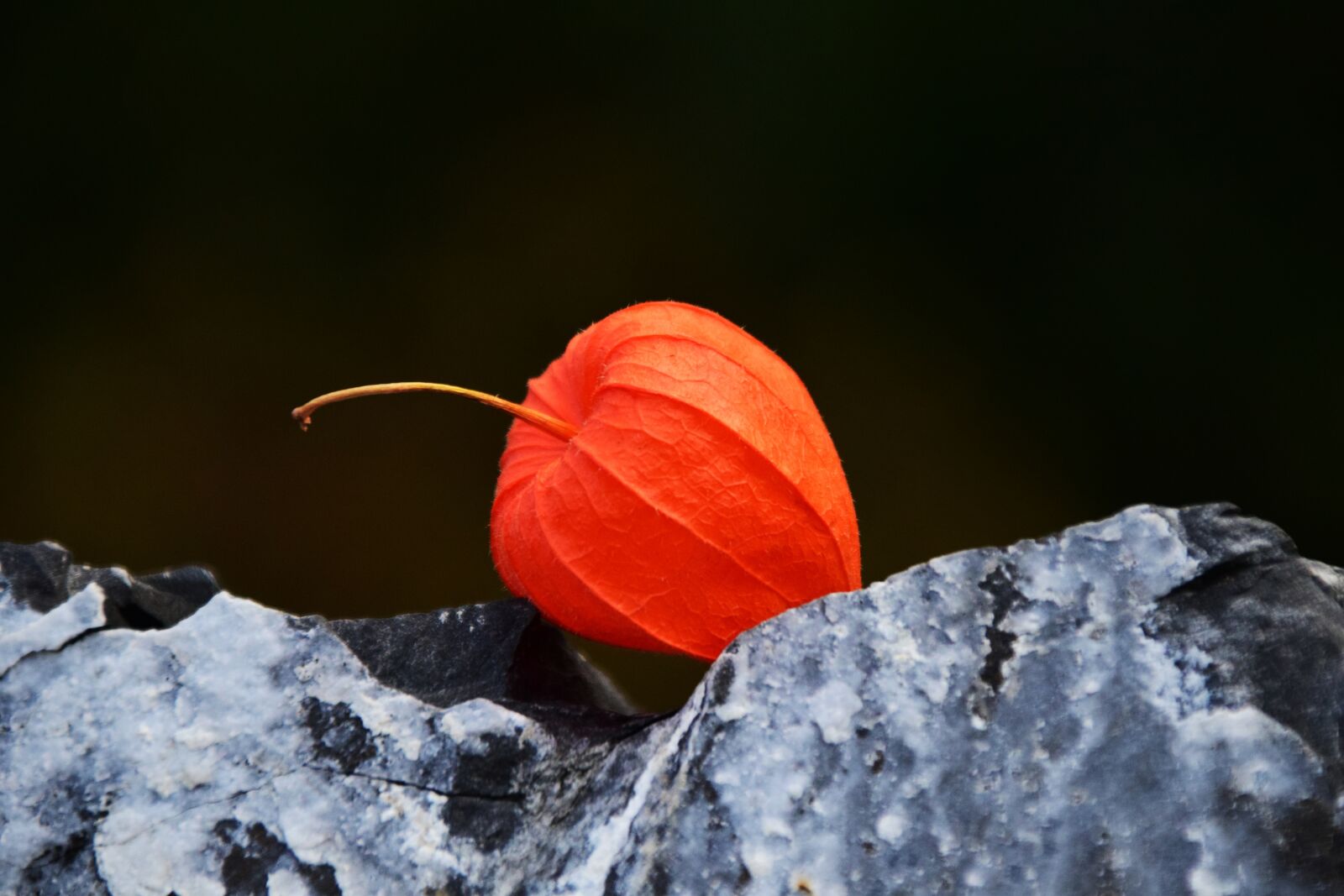 Nikon D3300 sample photo. Lampionblume, physalis alkekengi, lantern photography