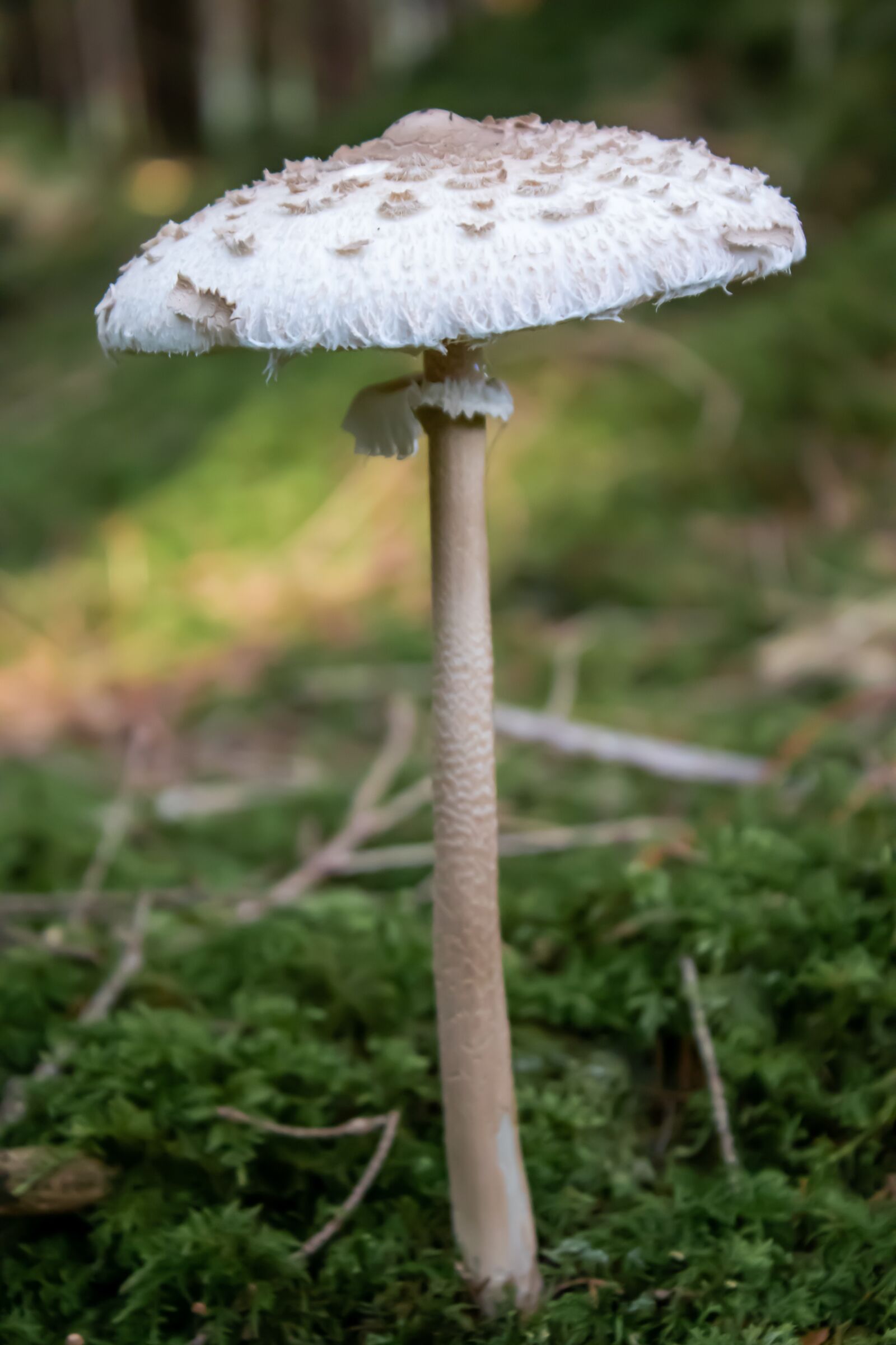 Canon EOS 200D (EOS Rebel SL2 / EOS Kiss X9) sample photo. Parasol, mushroom, giant schirmling photography