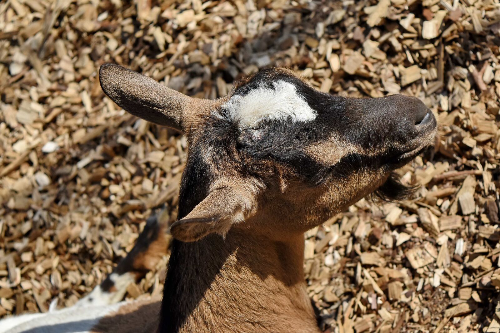 Nikon D5500 sample photo. Goat, livestock, nature, wildlife photography
