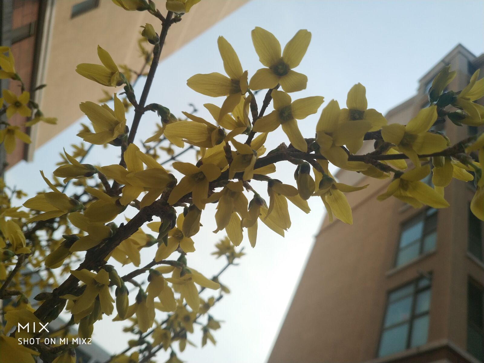 Xiaomi MIX 2 sample photo. Spring, jasminum nudiflorum, heads photography