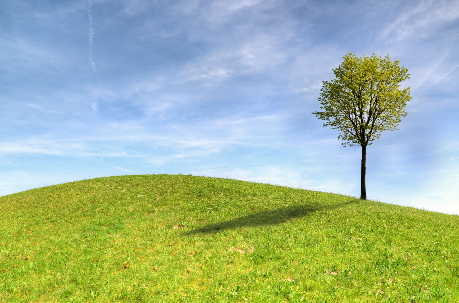 Nikon D610 sample photo. Tree, panoramic, grass photography