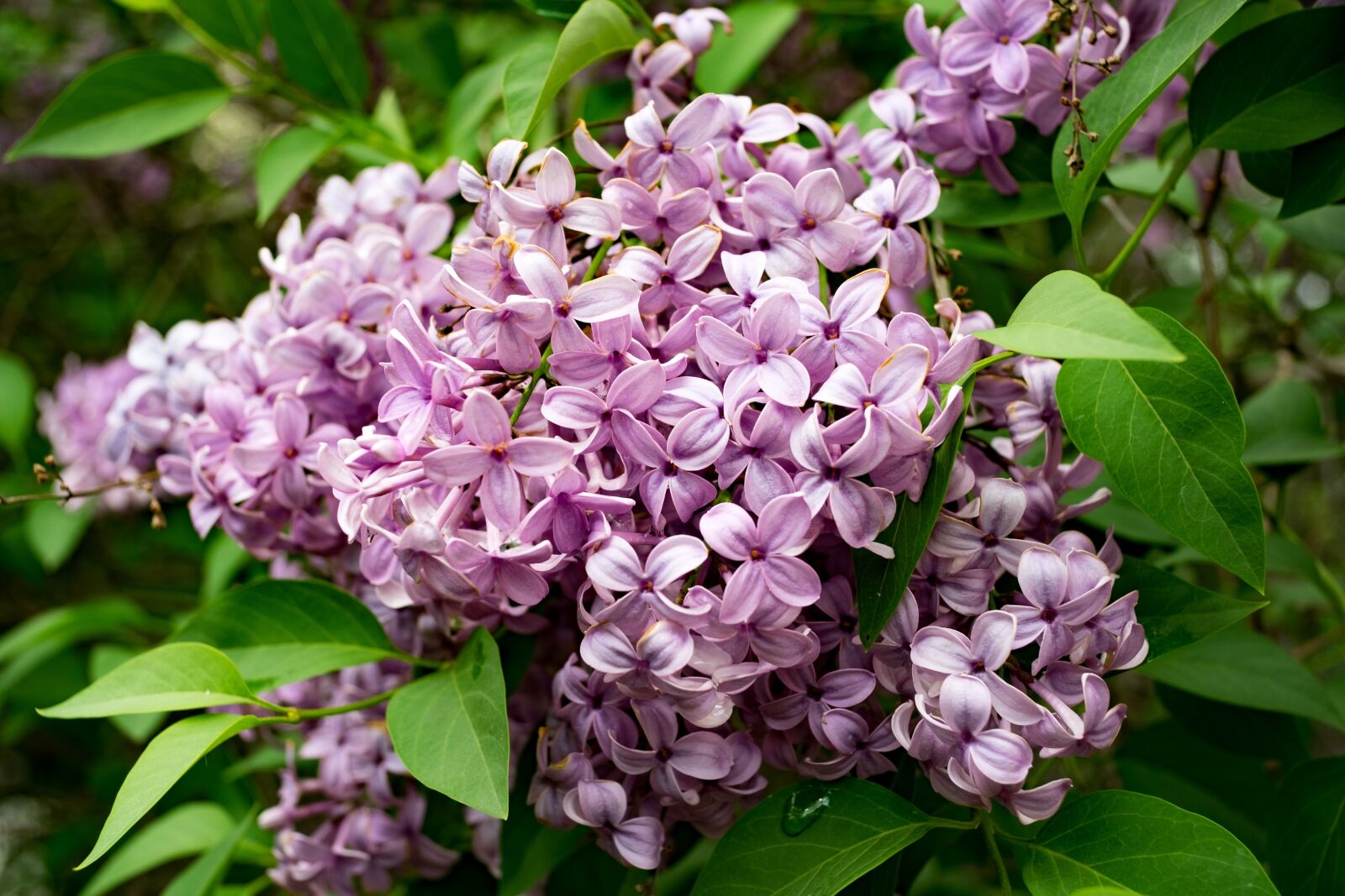 Fujifilm X-T10 sample photo. Lilac, siringa, nature photography