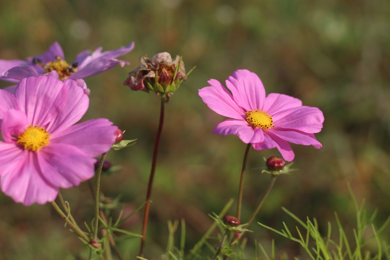 Canon EOS 1200D (EOS Rebel T5 / EOS Kiss X70 / EOS Hi) sample photo. Pink, cosmos, floral photography
