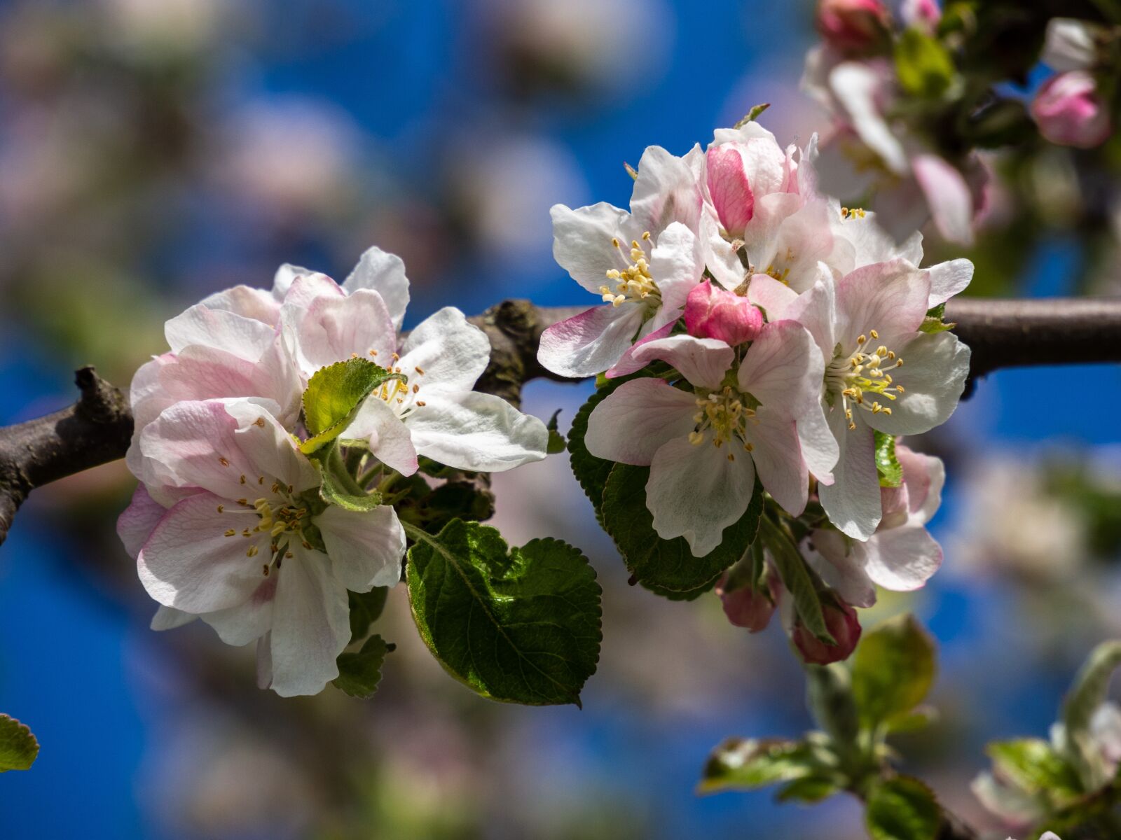 Olympus OM-D E-M10 III sample photo. Flower, apple tree, pink photography