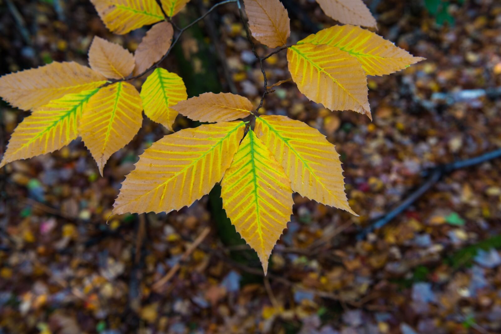 Nikon D800 sample photo. Autumn, leaves, colorful photography