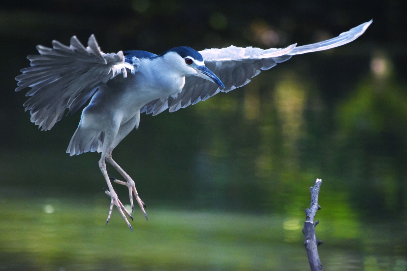 Nikon D5500 sample photo. Night heron, bird, nature photography