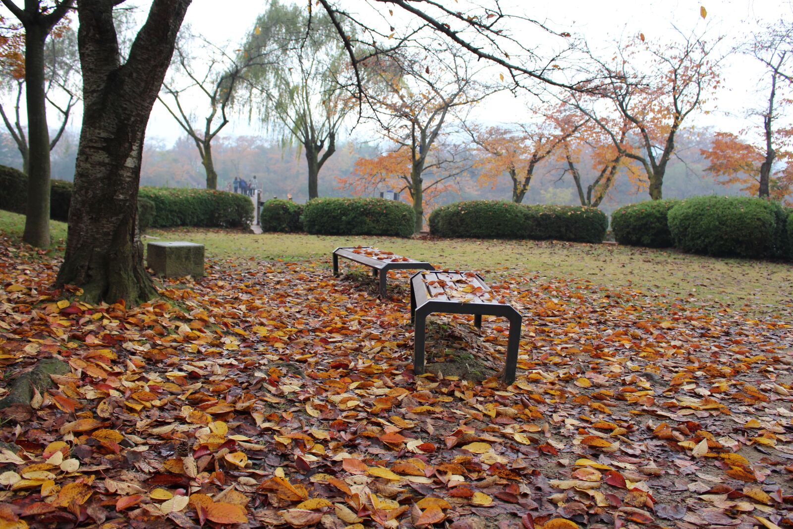 Canon EOS 700D (EOS Rebel T5i / EOS Kiss X7i) sample photo. Korea, autumn, leaves photography
