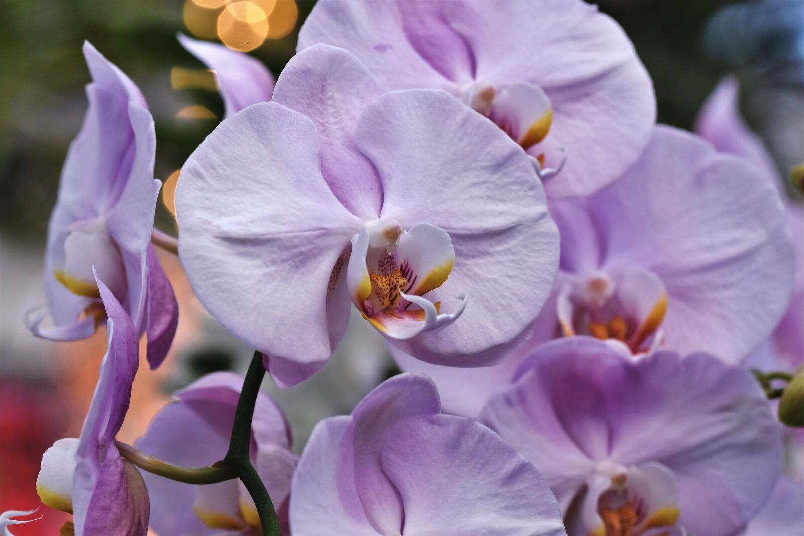 Nikon D7200 sample photo. Orchids, orchid flower, blossom photography