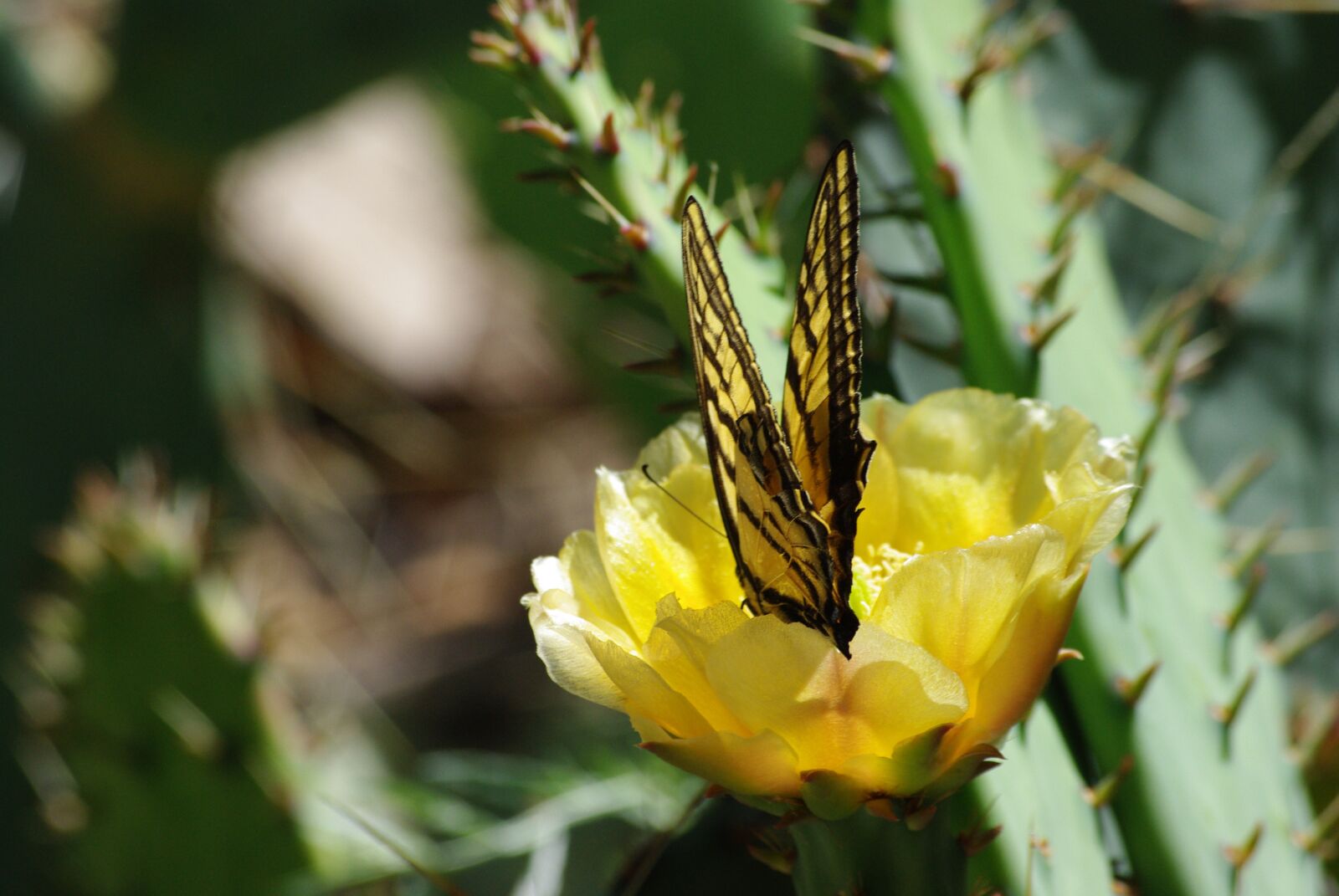 Pentax K200D sample photo. Flower, blossom, blooms photography