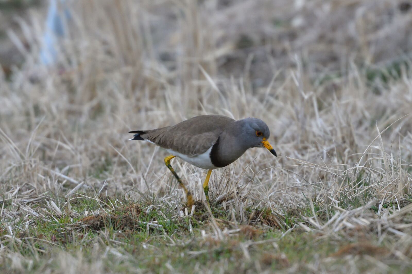 Nikon D500 sample photo. Bird, wild animals, natural photography