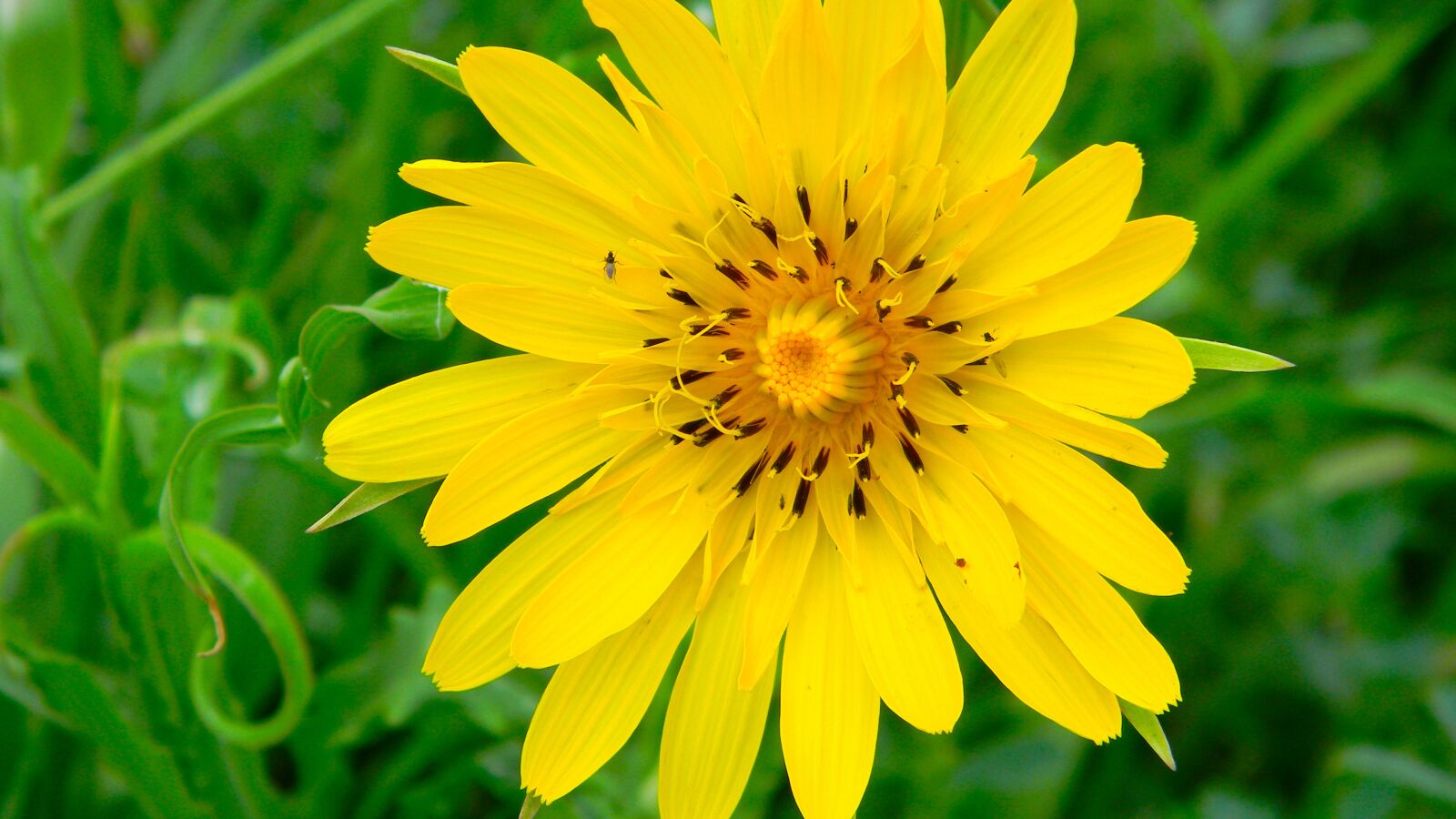 Nikon Coolpix L110 sample photo. Flower, luka, nature photography