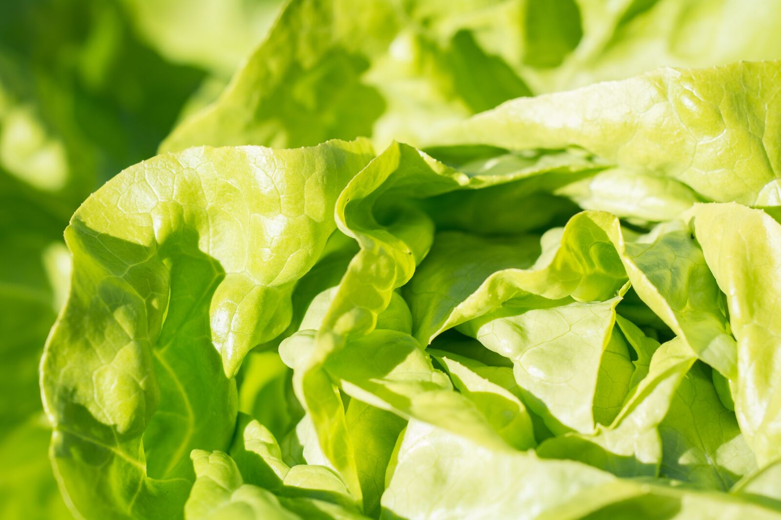 Nikon D7100 sample photo. Salad, lettuce, green photography