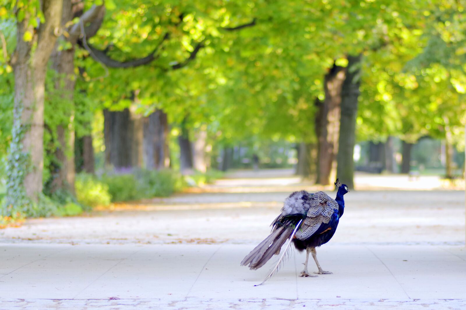 Pentax K-S2 sample photo. Autumn, park, alley photography