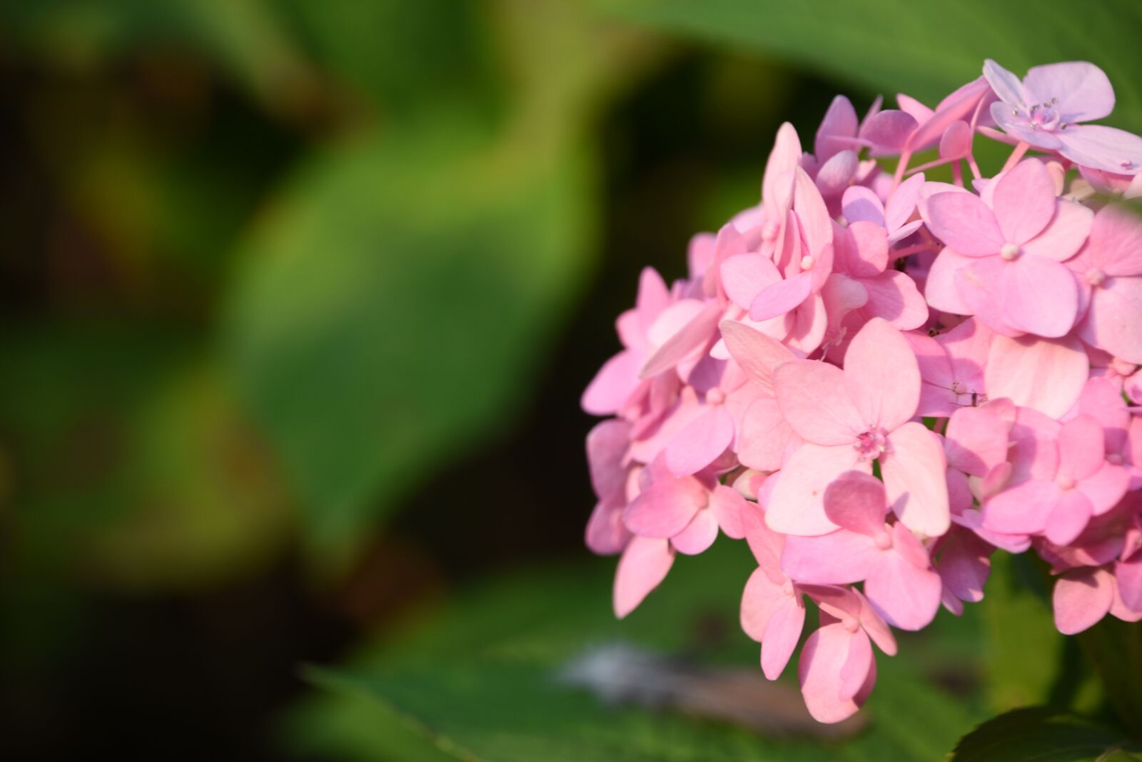 Nikon D7200 sample photo. Hydrangea viburnum, flower, pink photography
