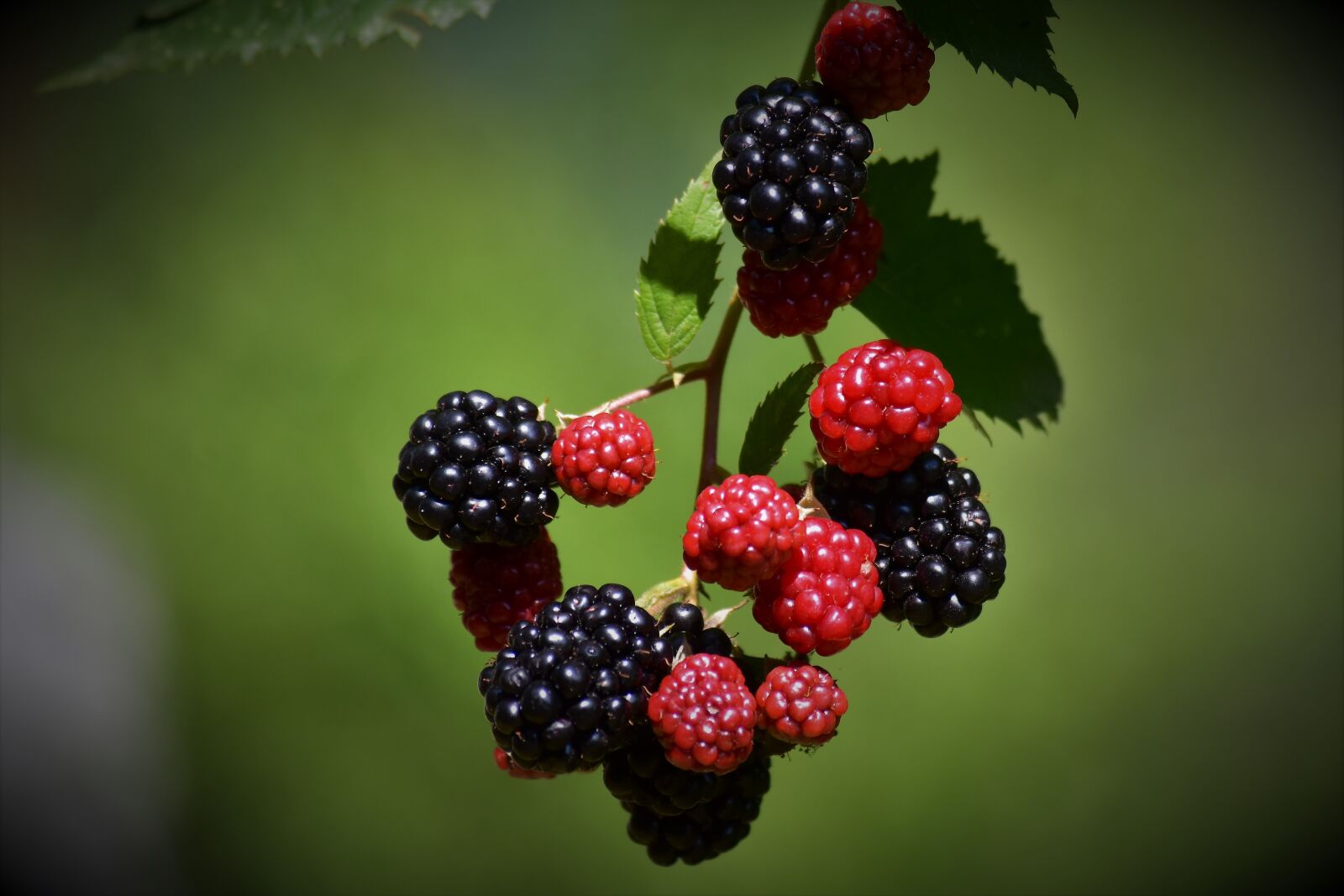 Nikon D7200 sample photo. Berry, strawberry, fruit photography