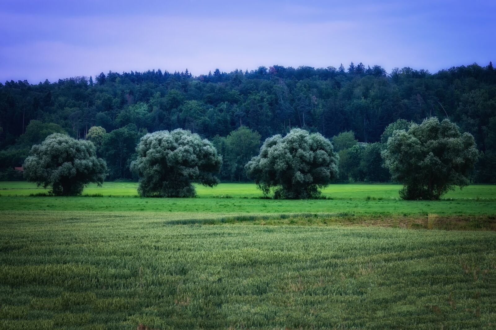 Nikon D3300 sample photo. Tree, nature, green photography