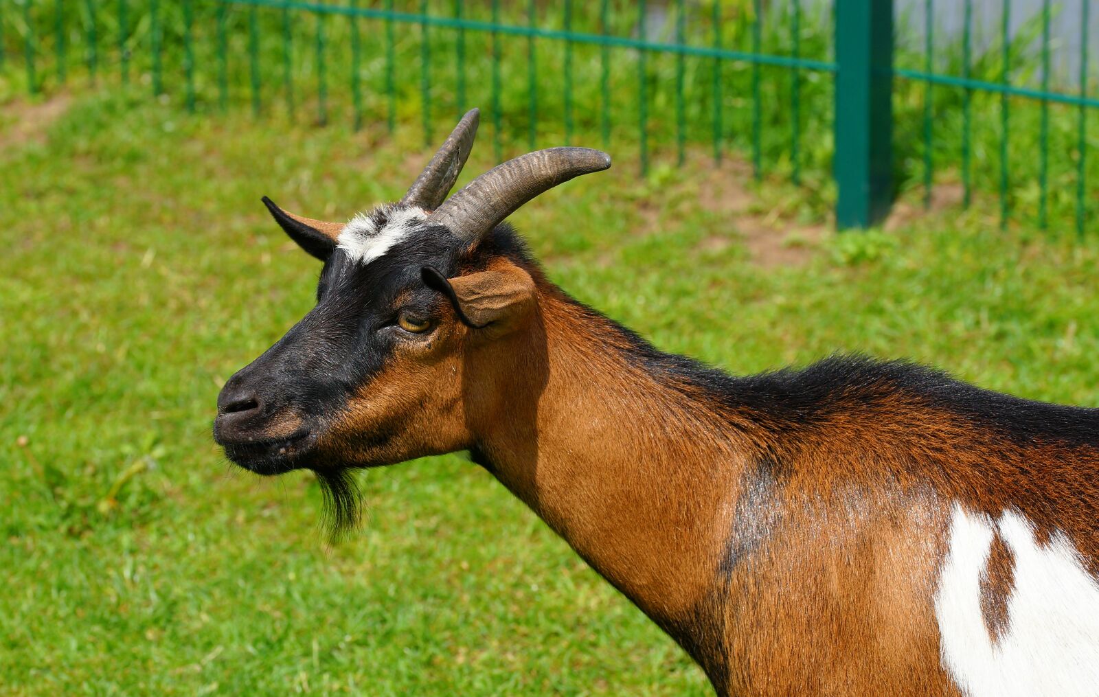 Sony a99 II + 105mm F2.8 sample photo. Goat, brown, bart photography