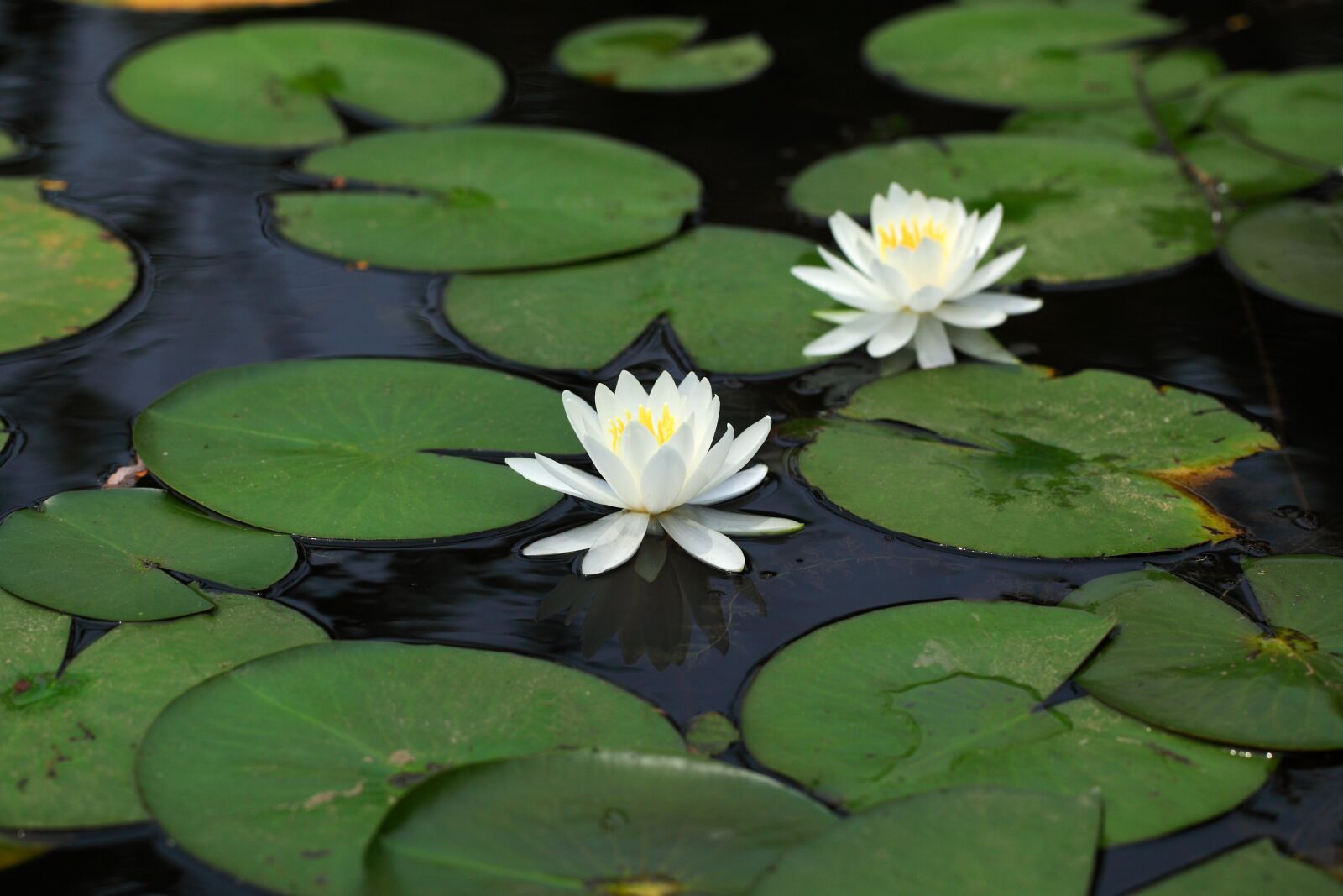 Canon EOS 5D Mark II sample photo. Lotus, lily, aquatic photography