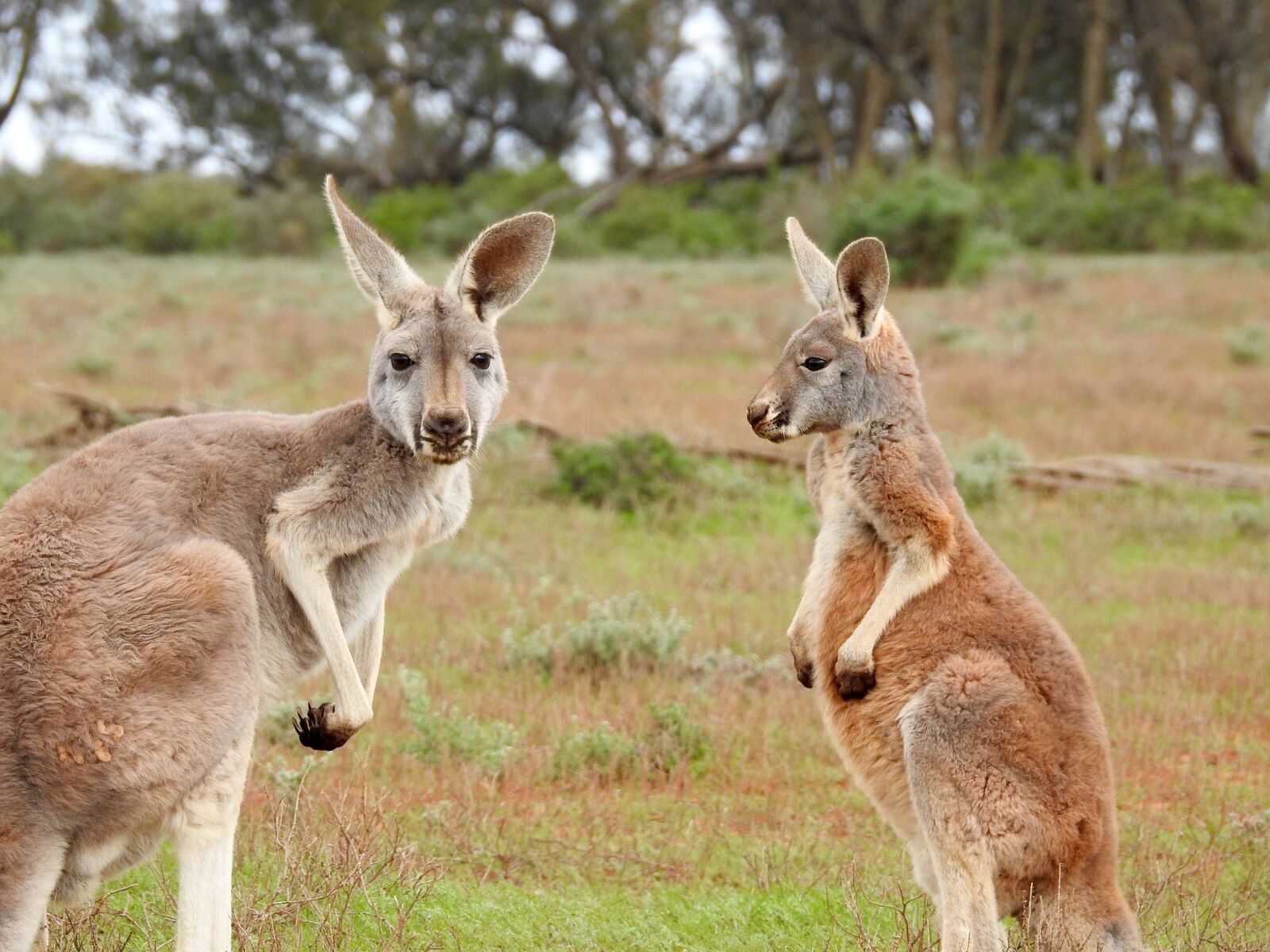 Nikon Coolpix P900 sample photo. Kangaroos, standing, looking photography