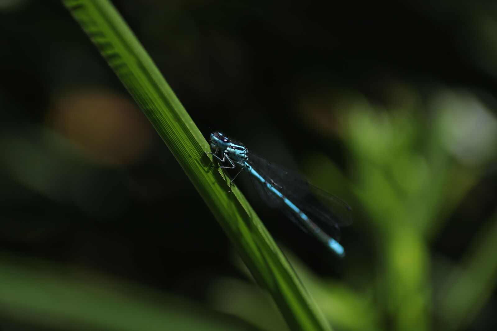 Canon EOS M50 (EOS Kiss M) sample photo. Sky blue small dragonflies photography