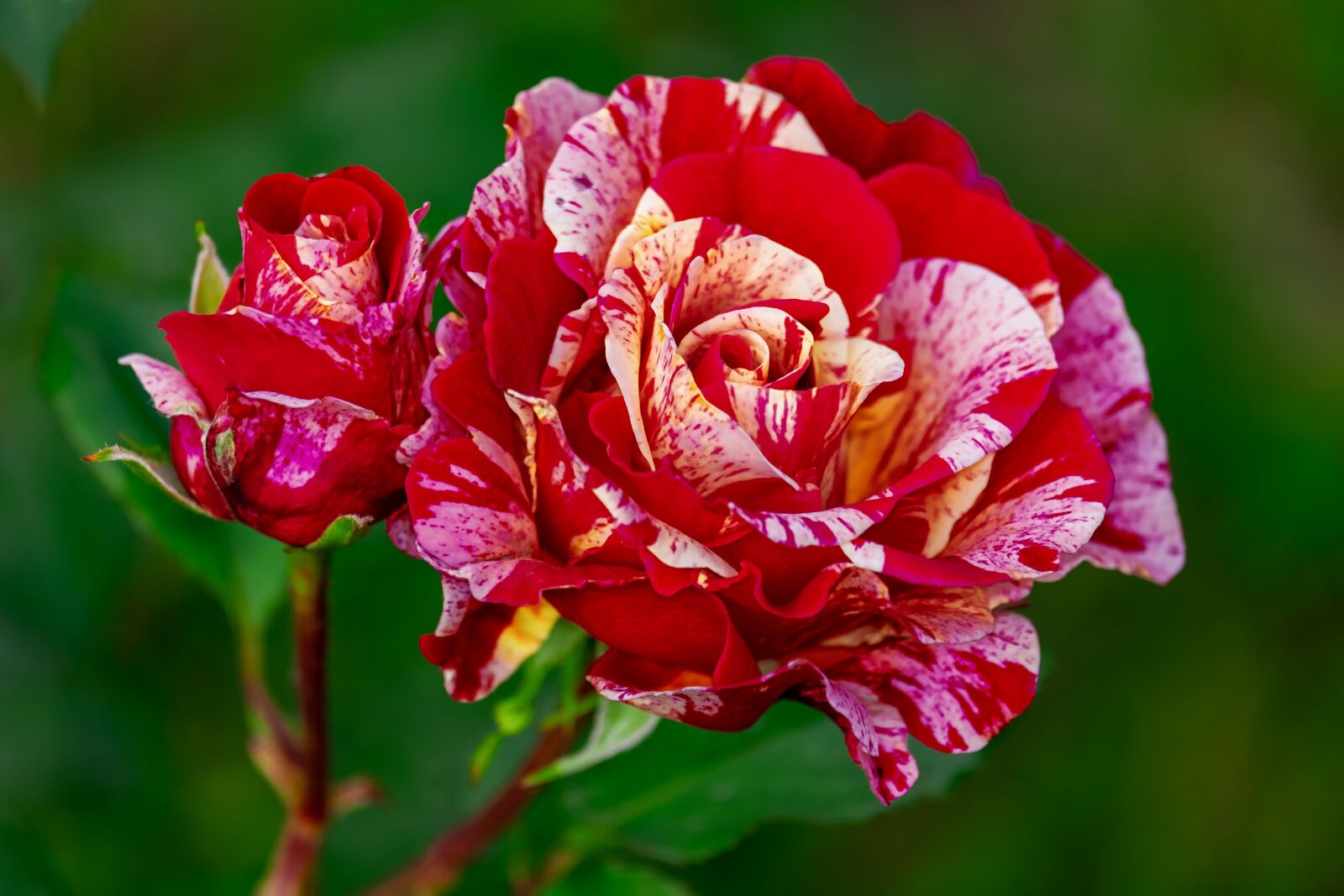 Fujifilm XF 55-200mm F3.5-4.8 R LM OIS sample photo. Rose, brocéliande, blossom photography