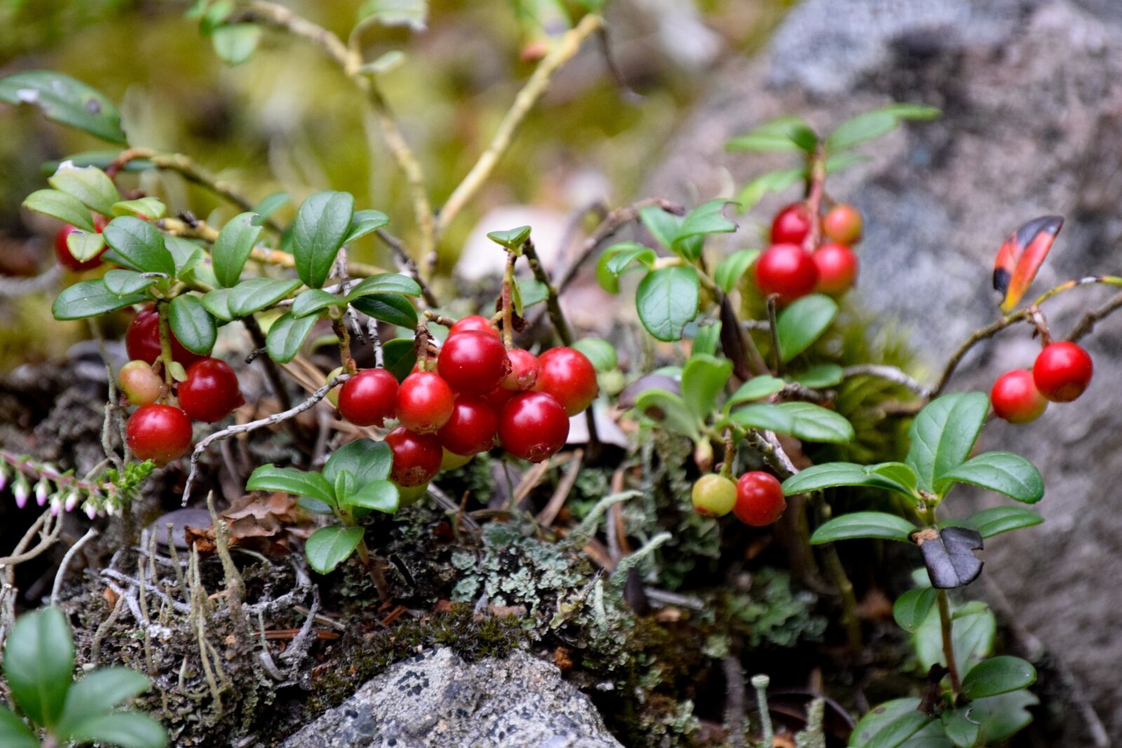 Nikon D3300 sample photo. Lingon, småland, red photography