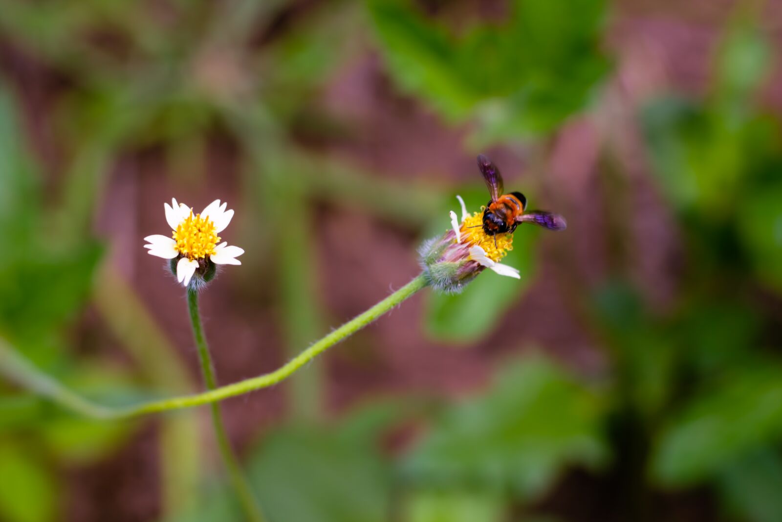 Canon EOS 700D (EOS Rebel T5i / EOS Kiss X7i) + Canon EF 50mm F1.8 STM sample photo. Flowering grass, plant, flowers photography