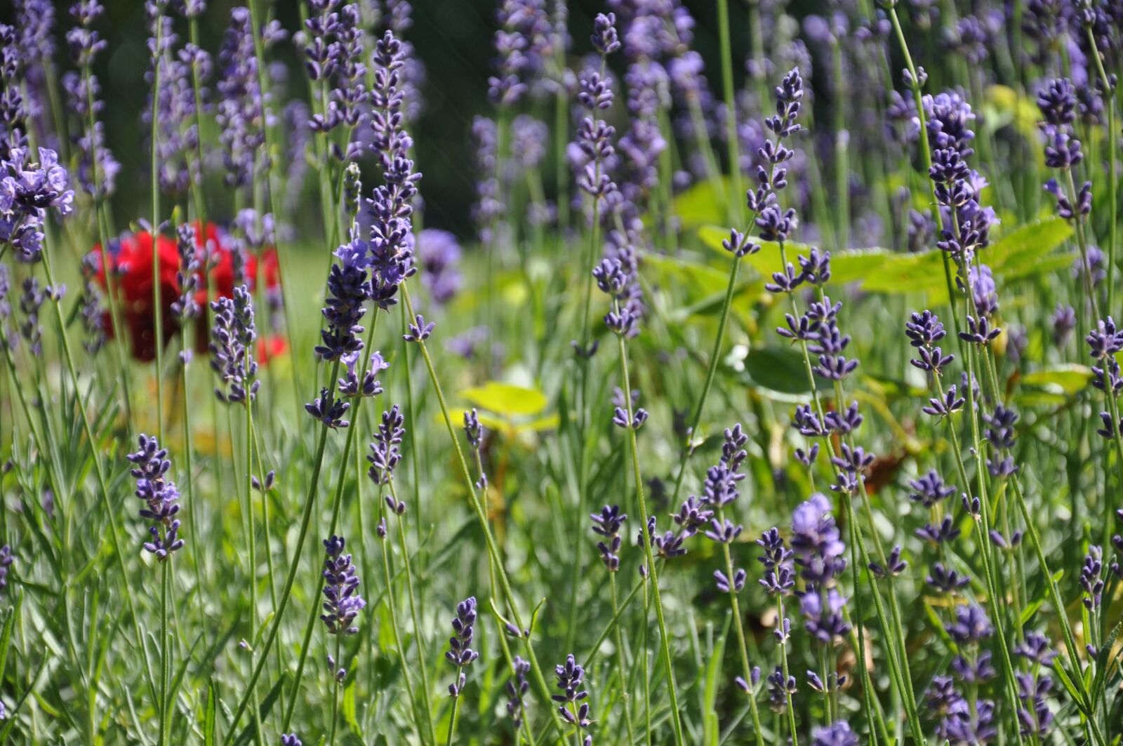 Nikon D90 sample photo. Flower, garden, summer photography