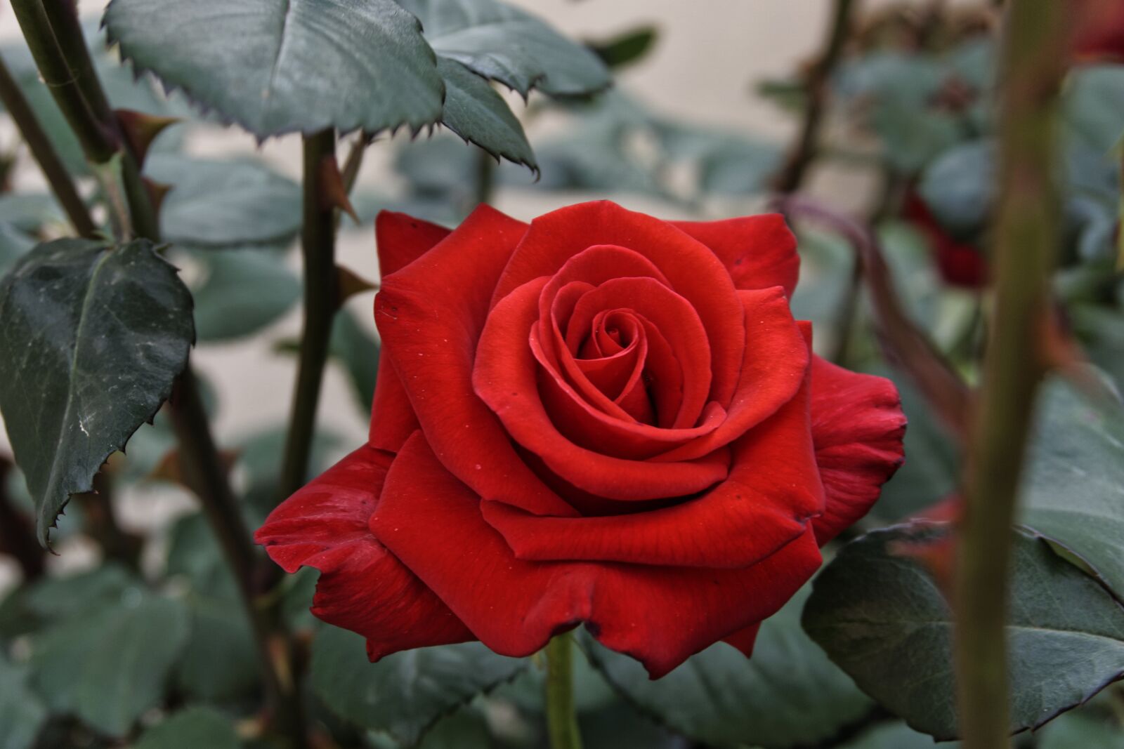 Sony a6000 sample photo. Rose, love, romance photography