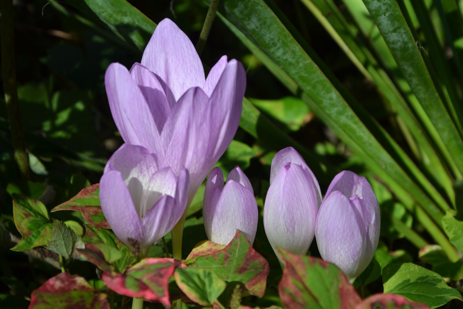 Nikon D3100 sample photo. Flower, legally protected, autumn photography