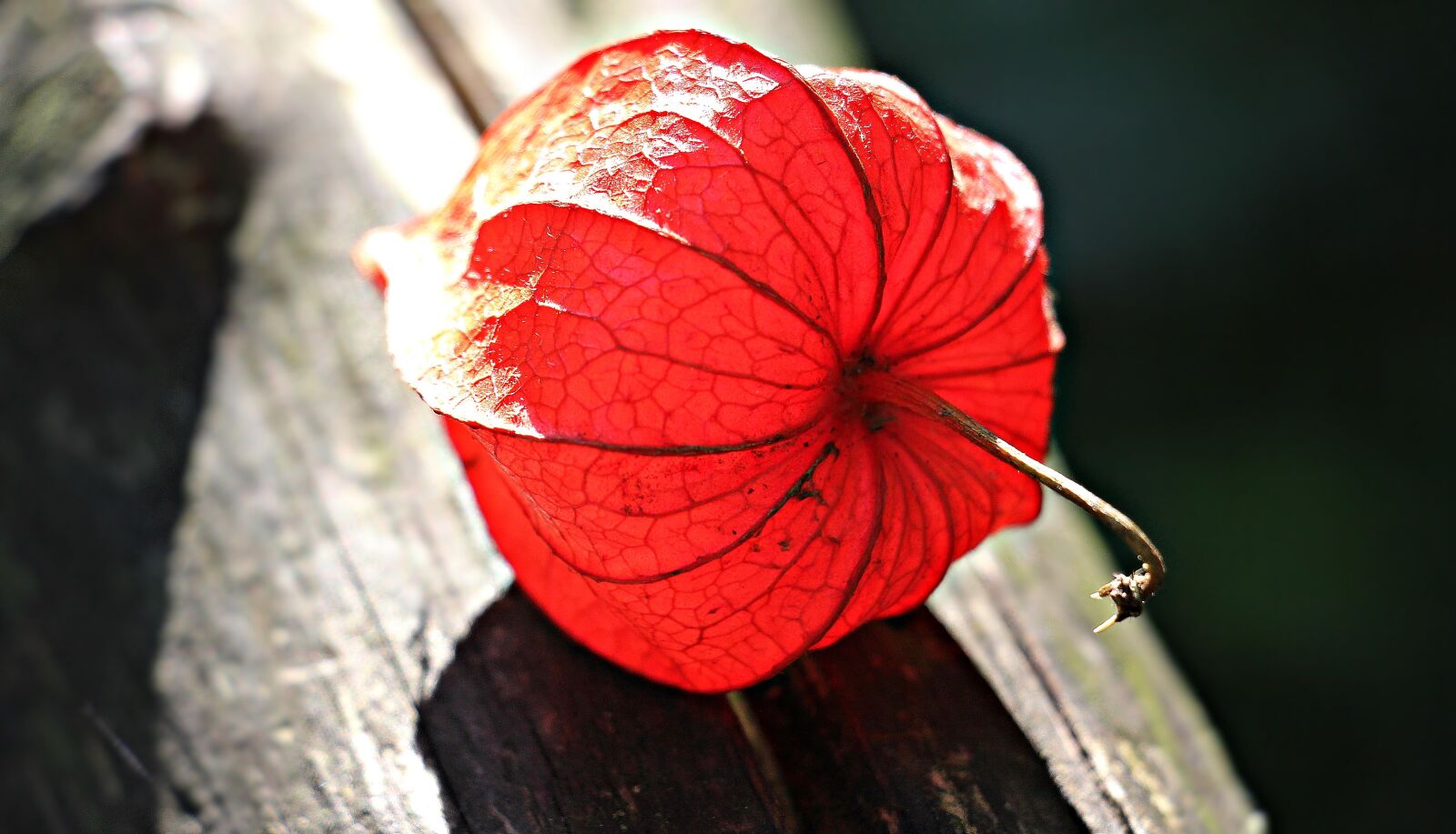 Canon EOS 550D (EOS Rebel T2i / EOS Kiss X4) sample photo. Lampionblume, physalis alkekengi, ornamental photography