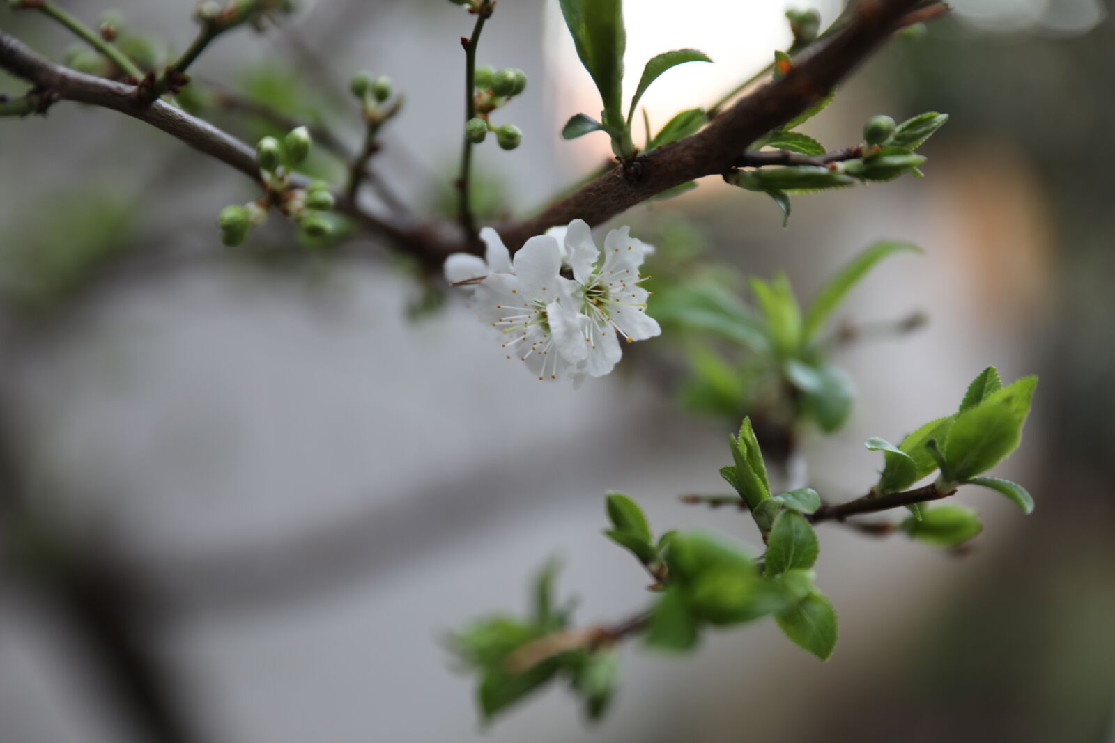 Canon EOS 5D Mark IV sample photo. Tree, branch, nature photography