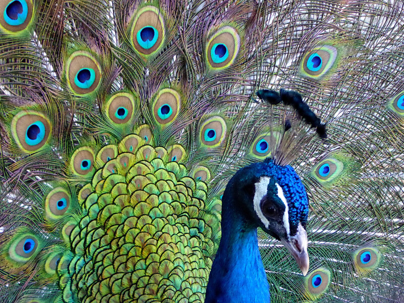 Panasonic DMC-TZ61 sample photo. Peacock, bird, pride photography