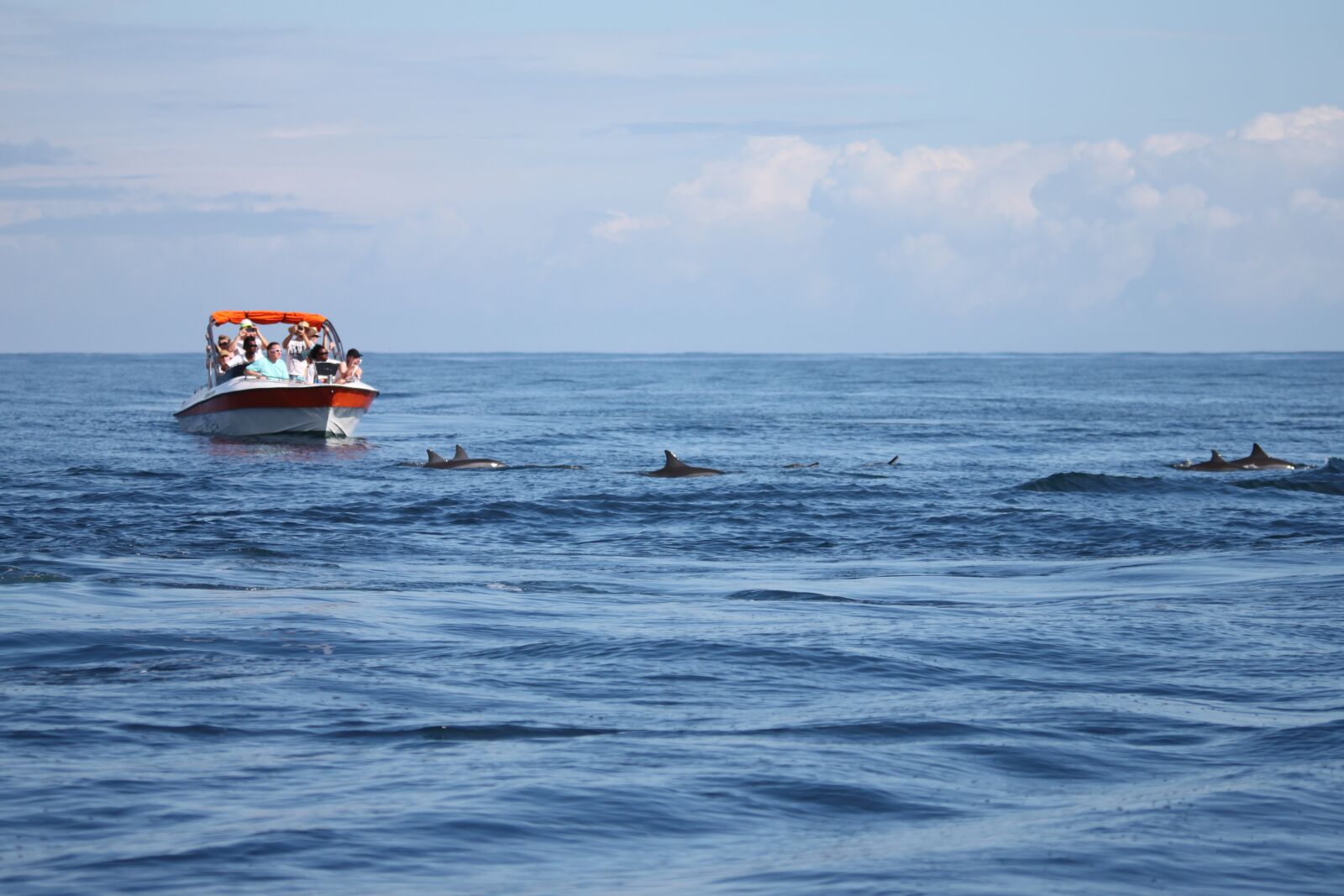 Canon EOS 500D (EOS Rebel T1i / EOS Kiss X3) sample photo. Dolphins, sea, ocean photography