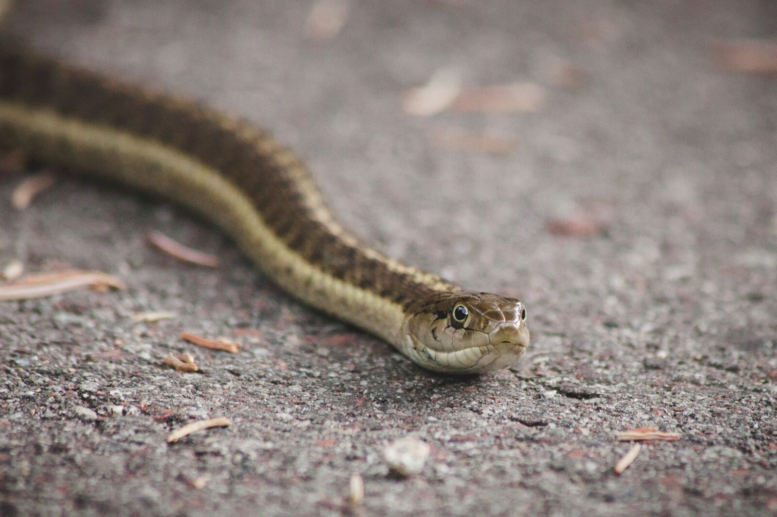 Canon EOS 5D Mark II + Canon EF 70-300mm F4-5.6 IS USM sample photo. Nature, outdoors, snake photography