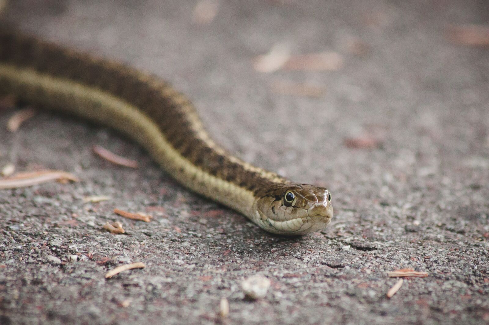 Canon EOS 5D Mark II sample photo. Nature, outdoors, snake photography