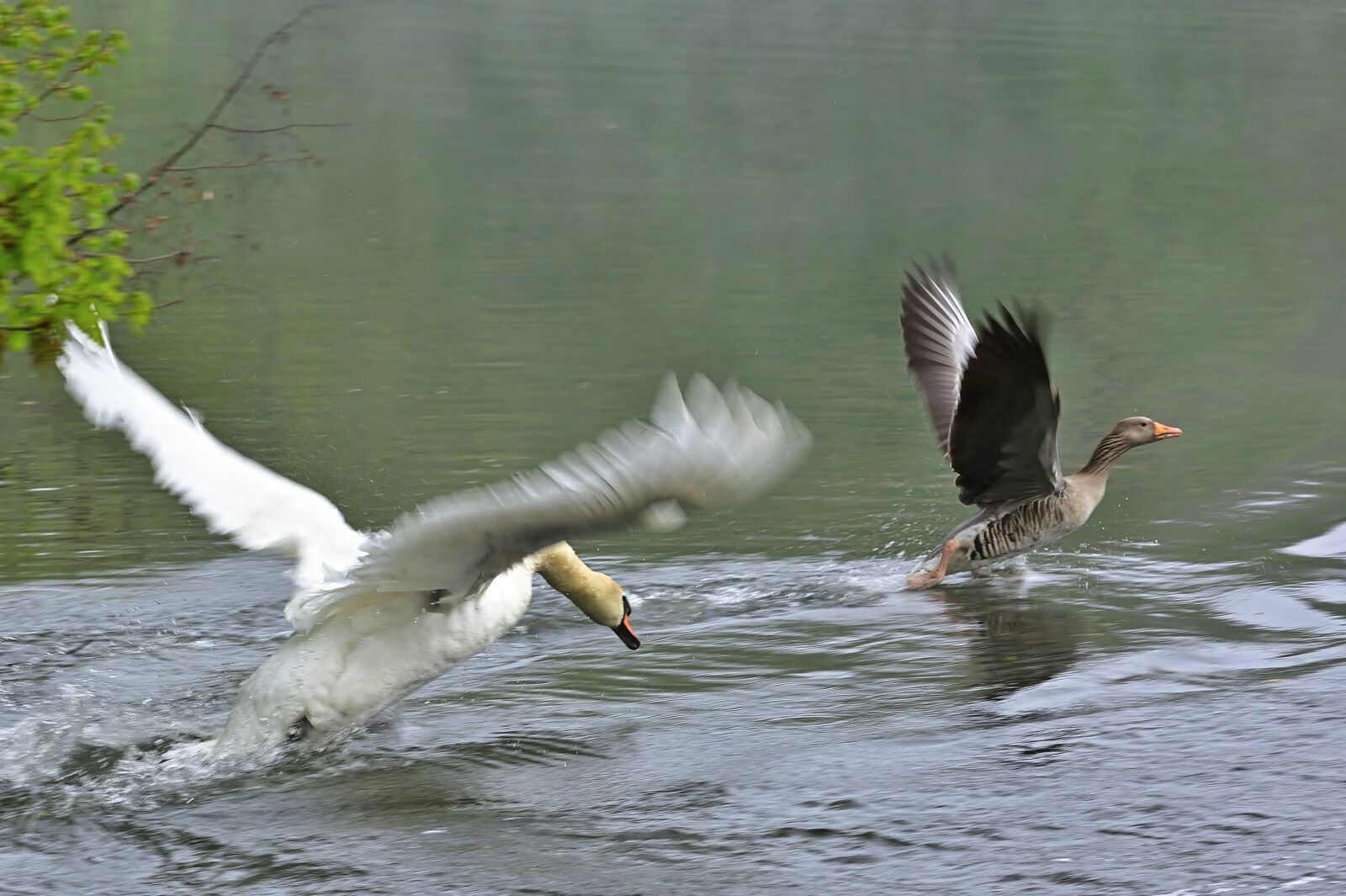 Nikon D5200 sample photo. Nature, park lake, swan photography
