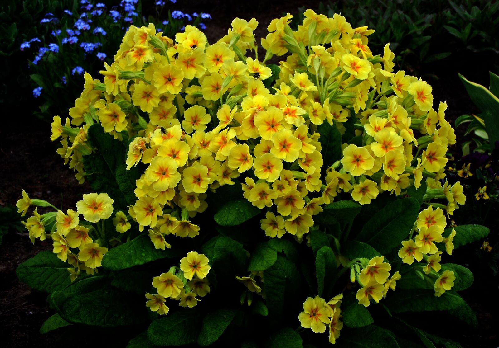 FujiFilm FinePix S1600 (FinePix S1770) sample photo. Flower, primula, yellow photography