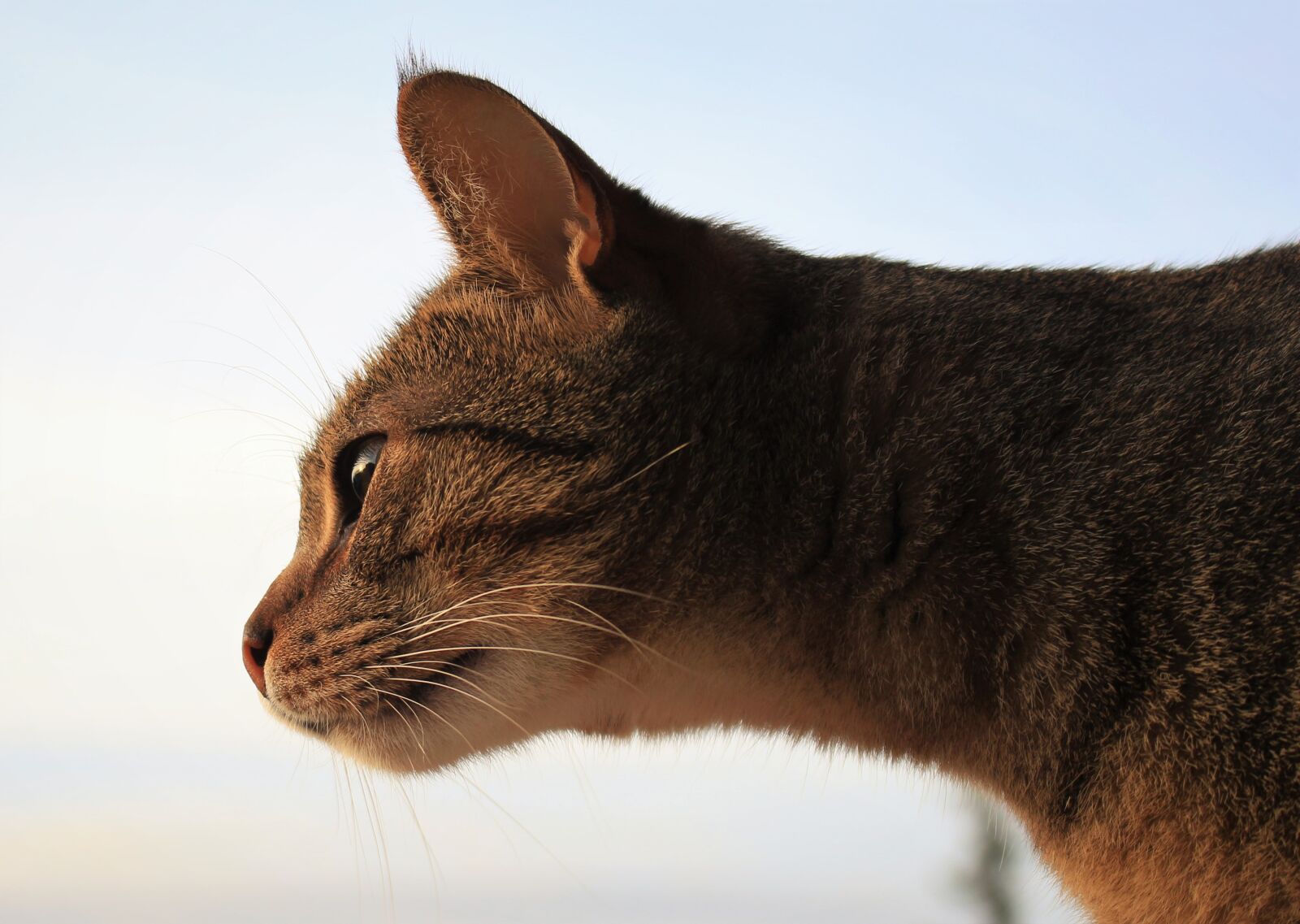 Canon EOS 700D (EOS Rebel T5i / EOS Kiss X7i) sample photo. Cat, whiskers, kitten photography