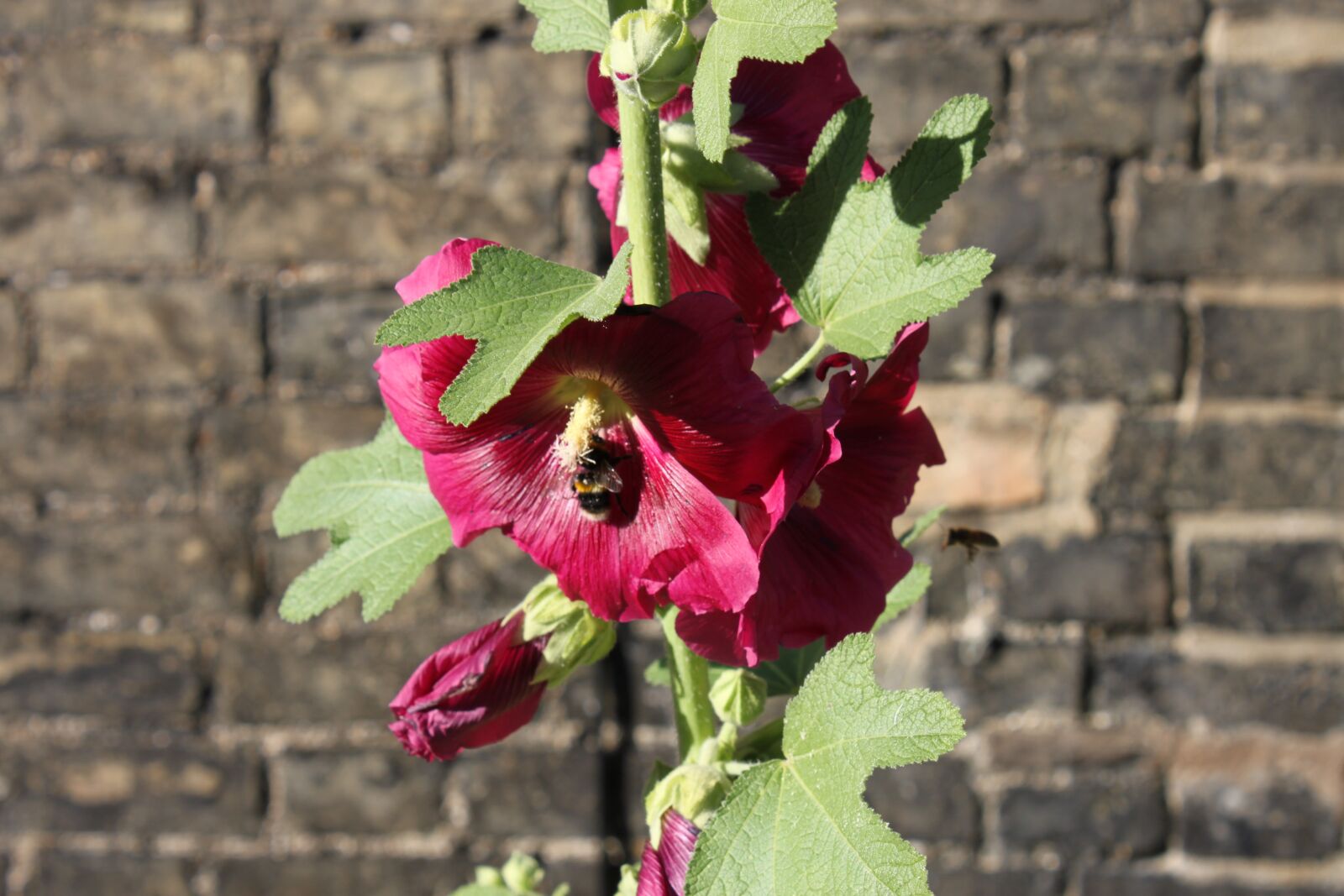 Canon EOS 500D (EOS Rebel T1i / EOS Kiss X3) sample photo. Bee, flower, england photography