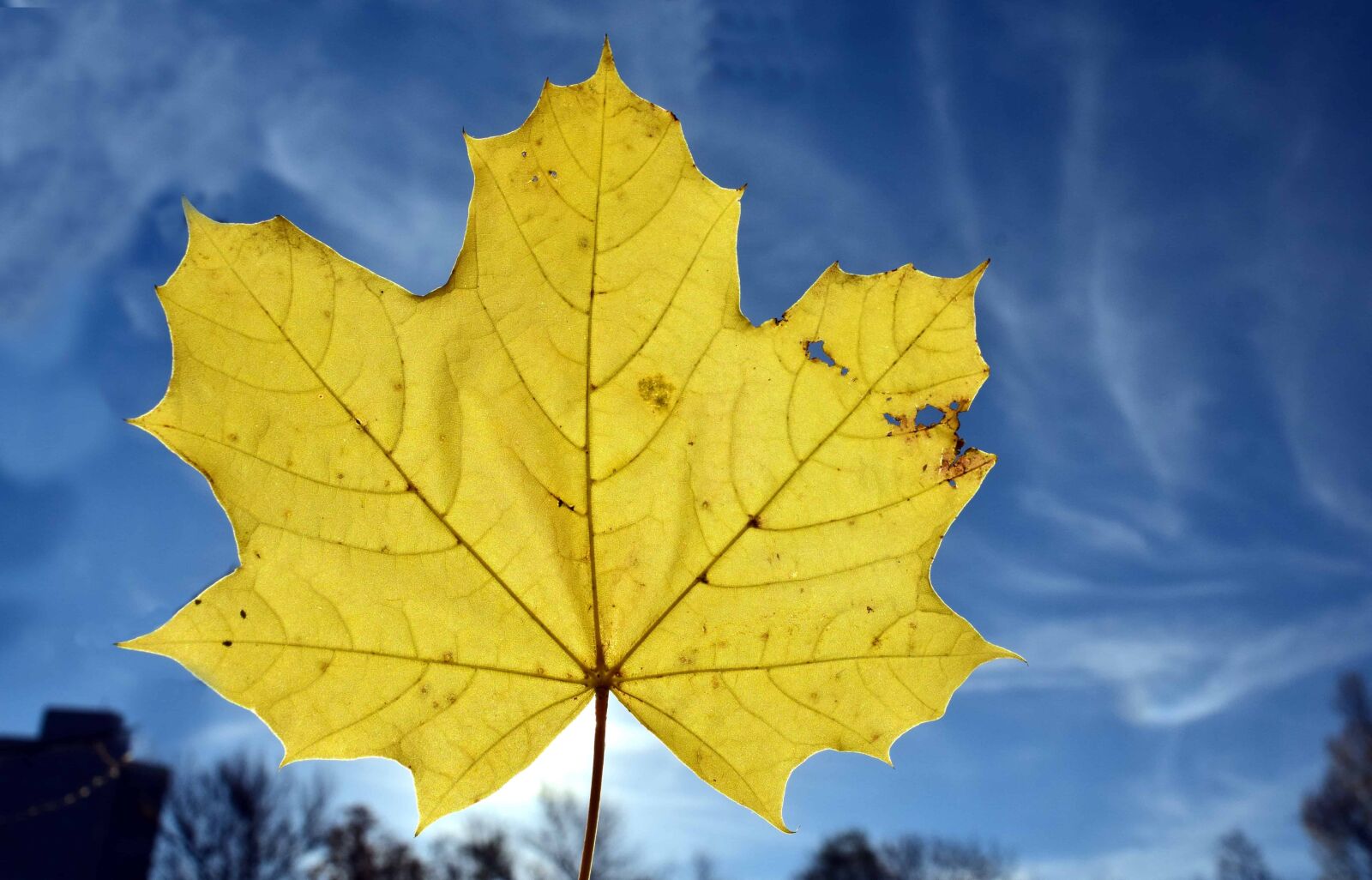 Nikon D3300 sample photo. Leaf, nature, yellow leaf photography