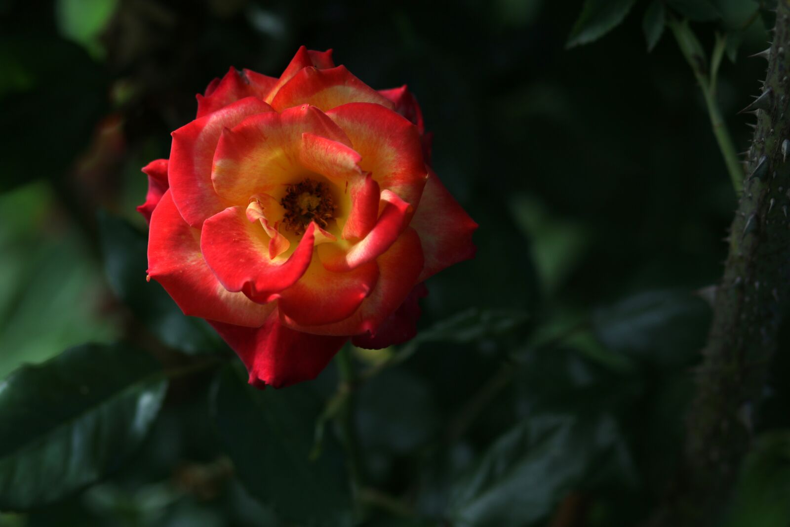 Canon EF 85mm F1.8 USM sample photo. Rose, red, yellow photography