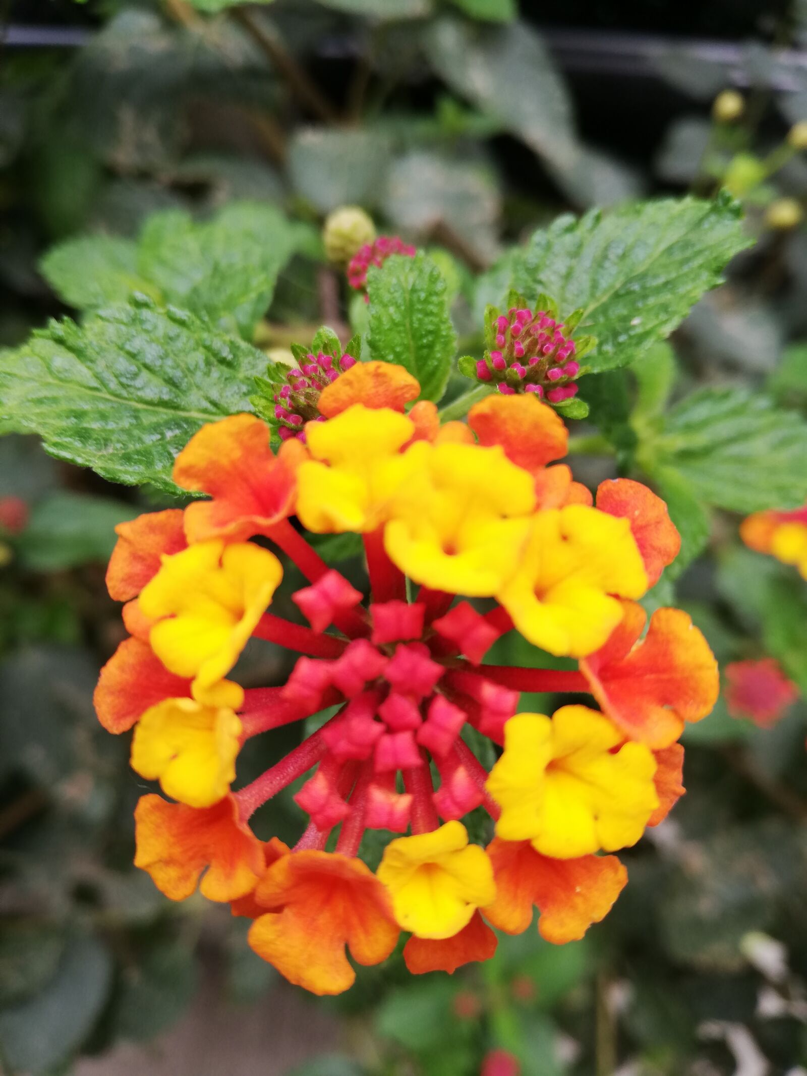 HUAWEI P20 lite sample photo. Flower, nature, colorful photography