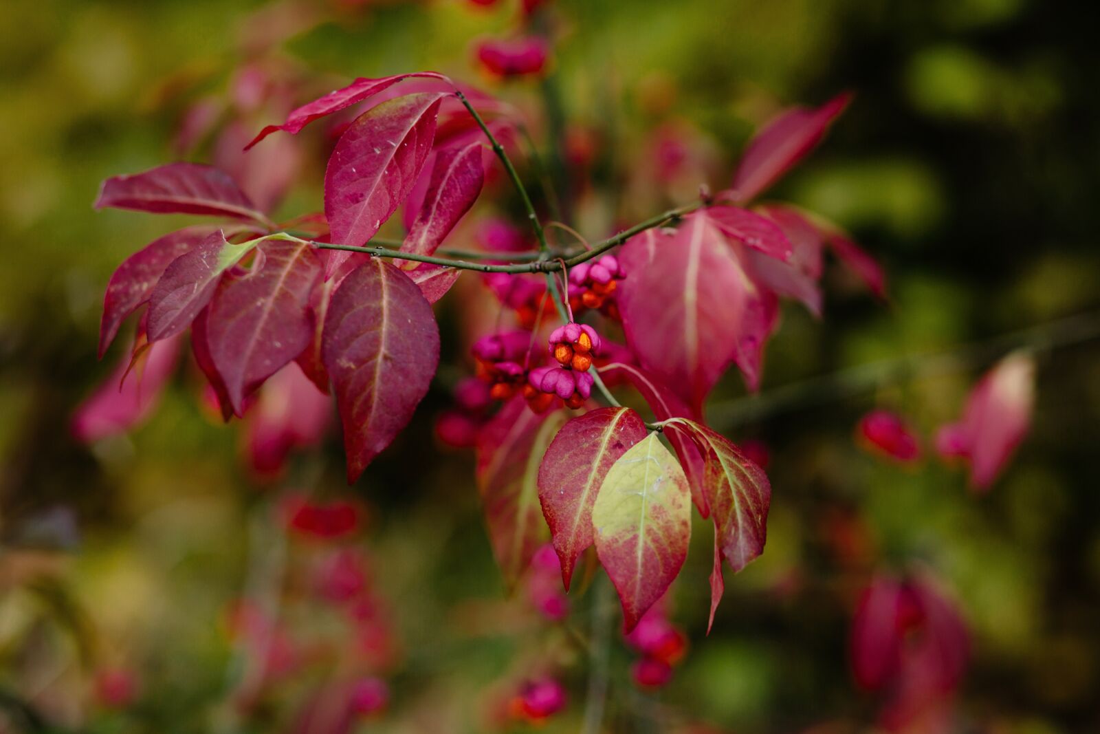 Canon EF 85mm F1.8 USM sample photo. Nature, autumn, autumnal photography